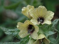 Hyoscyamus niger 2, Bilzekruid, Saxifraga-Marijke Verhagen