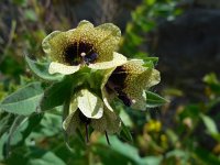 Hyoscyamus niger 22, Bilzekruid, Saxifraga-Ed Stikvoort