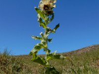 Hyoscyamus niger 24, Bilzekruid, Saxifraga-Ed Stikvoort