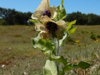 Hyoscyamus niger 25, Bilzekruid, Saxifraga-Ed Stikvoort