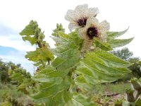 Hyoscyamus niger 28, Bilzekruid, Saxifraga-Ed Stikvoort