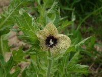 Hyoscyamus niger 3, Bilzekruid, Saxifraga-Dirk Hilbers