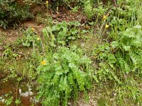 Hyoseris radiata 11, Saxifraga-Peter Meininger