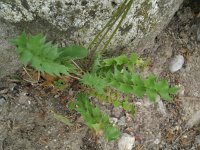 Hyoseris radiata 3, Saxifraga-Rutger Barendse