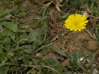 Hyoseris radiata 5, Saxifraga-Willem van Kruijsbergen