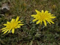 Hyoseris radiata 6, Saxifraga-Willem van Kruijsbergen