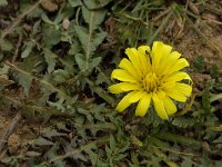 Hyoseris radiata 7, Saxifraga-Willem van Kruijsbergen