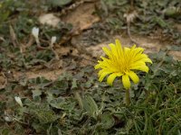 Hyoseris radiata 8, Saxifraga-Willem van Kruijsbergen