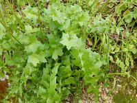 Hyoseris radiata 9, Saxifraga-Peter Meininger