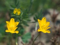 Hypecoum procumbens 2, Saxifraga-Jan van der Straaten