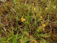 Hypericum anagalloides