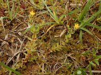 Hypericum anagalloides 6, Penninghertshooi, Saxifraga-Ed Stikvoort