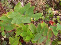 Hypericum androsaemum 2, Mansbloed, Saxifraga-Peter  Meininger