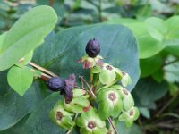 Hypericum androsaemum 4, Mansbloed, Saxifraga-Rutger Barendse