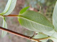 Hypericum androsaemum 7, Mansbloed, Saxifraga-Rutger Barendse