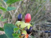 Hypericum androsaemum 8, Mansbloed, Saxifraga-Rutger Barendse