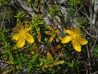 Hypericum balearicum 5, Saxifraga-Ed Stikvoort