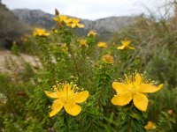 Hypericum balearicum 6, Saxifraga-Ed Stikvoort