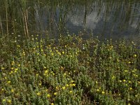 Hypericum elodes 10, Moerashertshooi, Saxifraga-Jan van der Straaten