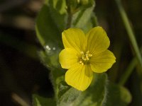 Hypericum elodes 13, Moerashertshooi, Saxifraga-Jan van der Straaten