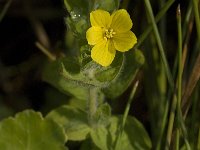 Hypericum elodes 15, Moerashertshooi, Saxifraga-Jan van der Straaten