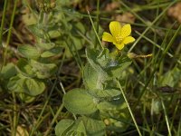 Hypericum elodes 21, Moerashertshooi, Saxifraga-Jan van der Straaten