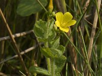 Hypericum elodes 23, Moerashertshooi, Saxifraga-Jan van der Straaten