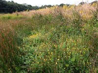 Hypericum elodes 44, Moerashertshooi, Saxifraga-Hans Boll