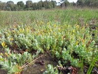 Hypericum elodes 49, Moerashertshooi, Saxifraga-Mark Zekhuis