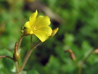 Hypericum elodes 54, Moerashertshooi, Saxifraga-Ed Stikvoort