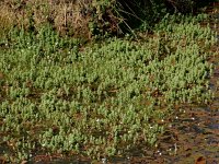 Hypericum elodes 55, Moerashertshooi, Saxifraga-Ed Stikvoort