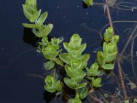 Hypericum elodes 57, Moerashertshooi, Saxifraga-Ed Stikvoort