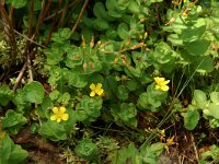 Hypericum elodes 6, Moerashertshooi, Saxifraga-Willem van Kruijsbergen