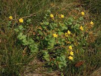 Hypericum elodes 60, Moerashertshooi, Saxifraga-Ed Stikvoort