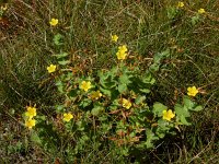 Hypericum elodes 62, Moerashertshooi, Saxifraga-Ed Stikvoort