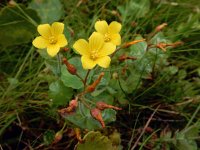 Hypericum elodes 64, Moerashertshooi, Saxifraga-Ed Stikvoort