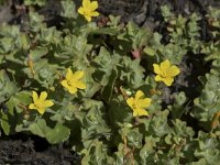 Hypericum elodes 68, Moerashertshooi, Saxifraga-Willem van Kruijsbergen