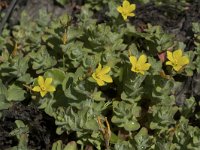 Hypericum elodes 69, Moerashertshooi, Saxifraga-Willem van Kruijsbergen