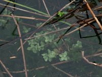 Hypericum elodes 7, Moerashertshooi, Saxifraga-Hans Boll