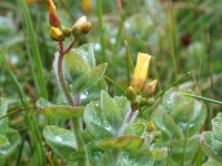 Hypericum elodes 8, Moerashertshooi, Saxifraga-Jeroen Willemsen