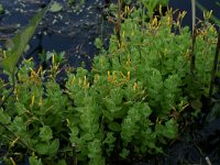 Hypericum elodes 9, Moerashertshooi, Saxifraga-Hans Boll