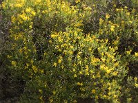 Hypericum empetrifolium 3, Saxifraga-Jan van der Straaten