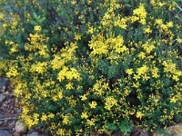 Hypericum empetrifolium ssp oliganthum 9, Saxifraga-Harry Jans