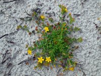 Hypericum humifusum 12, Liggend hertshooi, Saxifraga-Ed Stikvoort