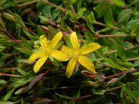 Hypericum humifusum 16, Liggend hertshooi, Saxifraga-Rutger Barendse