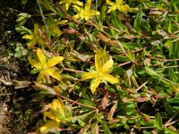 Hypericum humifusum 17, Liggend hertshooi, Saxifraga-Rutger Barendse