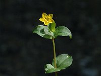 Hypericum humifusum 2, Liggend hertshooi, Saxifraga-Marijke Verhagen