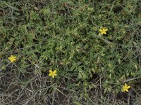 Hypericum humifusum 20, Liggend hertshooi, Saxifraga-Willem van Kruijsbergen