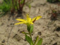 Hypericum humifusum 3, Liggend hertshooi, Saxifraga-Rutger Barendse