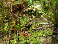 Hypericum humifusum 5, Liggend hertshooi, Saxifraga-Rutger Barendse